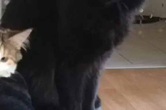 Chat perdu, Rouziers-de-Touraine, photo: Chat noir disparu à Rouziers