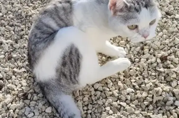 Chat British blanc/gris perdu - photo