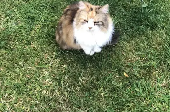 Animaux perdus Plourin-lès-Morlaix, photo: Chat tricolore perdu à Plourin