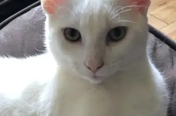 Lost White Male Cat - Help Find Him!