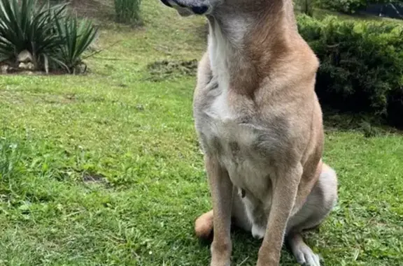 Chien perdu , photo : Chien âgé perdu près de Préfontaines