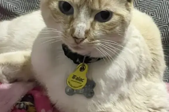 ¡Ayuda a Encontrar a Zeus, Gato Perdido en Torredembarra!