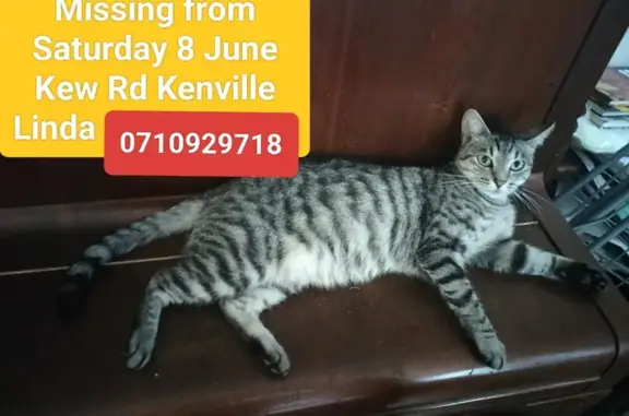 Help Find Daysie: Lost Silver Tabby Cat!