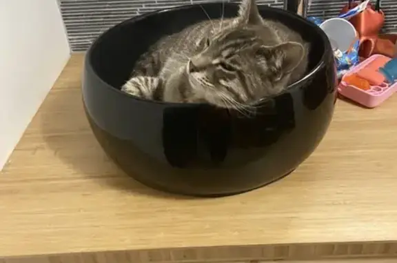 Chat gris tigré perdu à Portets - photo