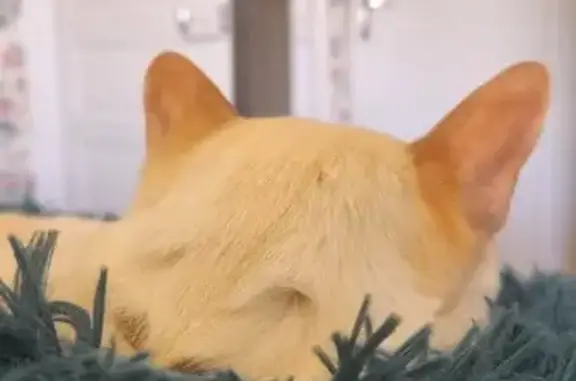 Animaux perdus , photo: Chat siamois perdu à Gevrolles