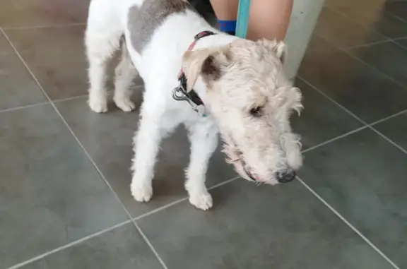Fox Terrier perdu à La Hague - photo