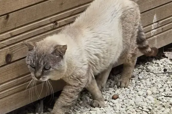 Chat trouvé , photo: Chat maigre retrouvé à Peyrefus