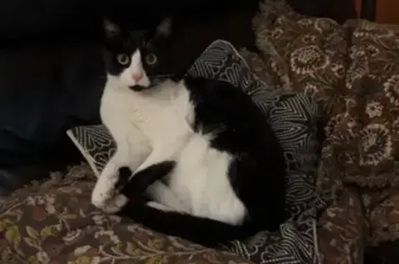Chat perdu, , photo: Chatte noire/blanche perdue à Lège