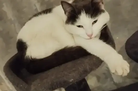 Animaux perdus , photo: Chatte grise/blanche perdue à Launois