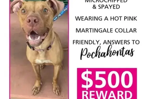 Lost Dog Alert: Pink Collar - SW 4th Ave, FL!