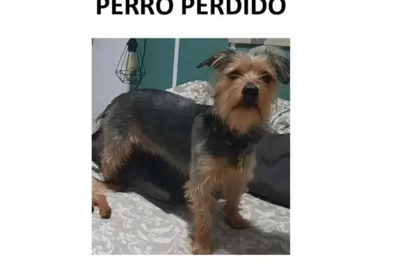 ¡Ayuda! Perdido: Mestizo Negro/Gris/Marrón