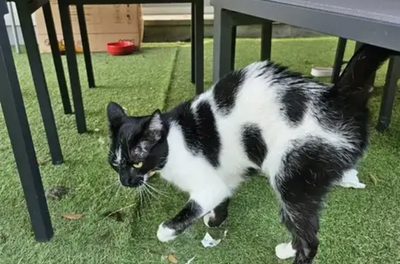 Chat trouvé Fleury-les-Aubrais, photo: Chat trouvé à Fleury-les-Aubrais