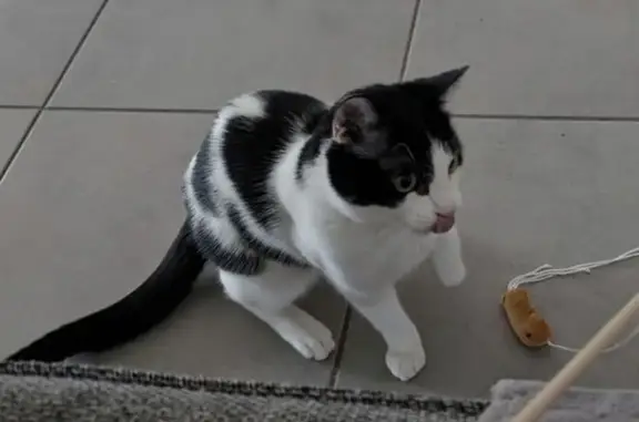 Animaux perdus Blagnac, photo: Chat bicolore perdu à Blagnac