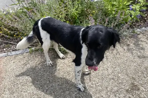 Chien perdu à La Bouëxière - photo