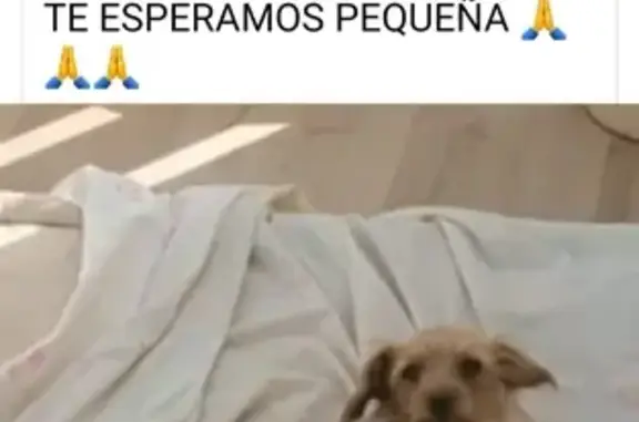 Perros perdidos, , foto: ¡Ayuda! Buscamos perro perdido en Agost