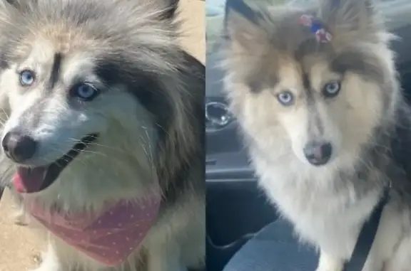 Lost Pomsky, Medical Needs - Call if Seen!