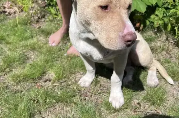 Found Puppy Alert! - Young Pit Mix on Wolf Lake