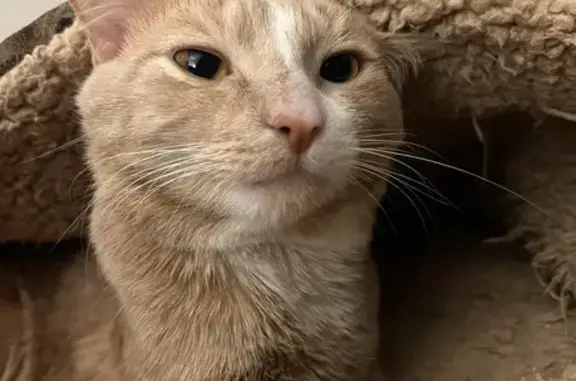 Lost Cream Cat in Minneapolis - Help Find Him!