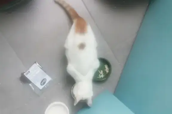 Chaton mâle blanc/roux trouvé - photo