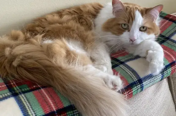 Lost Orange & White Longhair Cat in Freehold, NJ