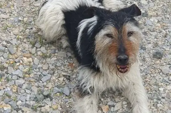 Chien âgé tricolore trouvé - photo
