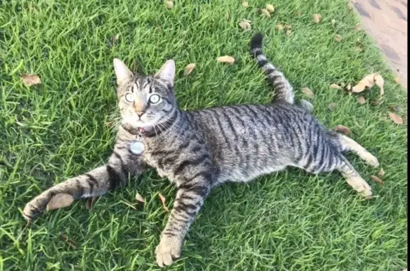 Lost Grey Tabby Cat on Ben Ave, CT!