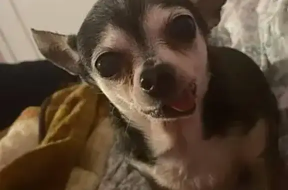 Lost Chihuahua on Wabash Ave - Help Find!