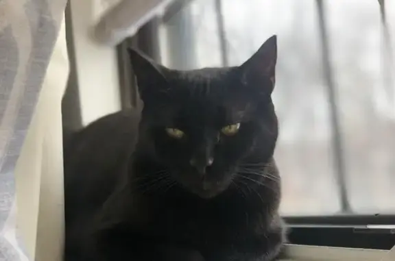 Lost Black Female Cat - 1548 Chichester Ave!