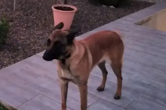 Chien perdu , photo : Malinoise perdue à Cliron