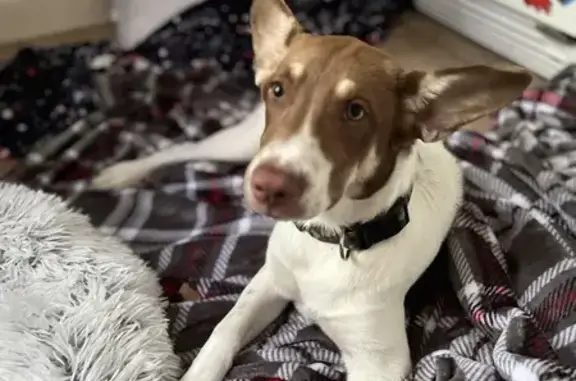 Found Young Female Rat Terrier - Overland Park