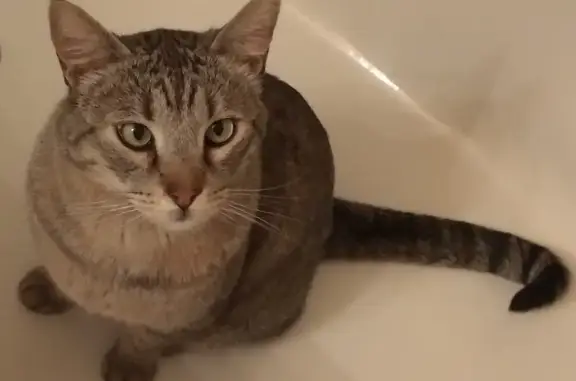 Lost Tabby Cat in Cottonwood Heights - Help!