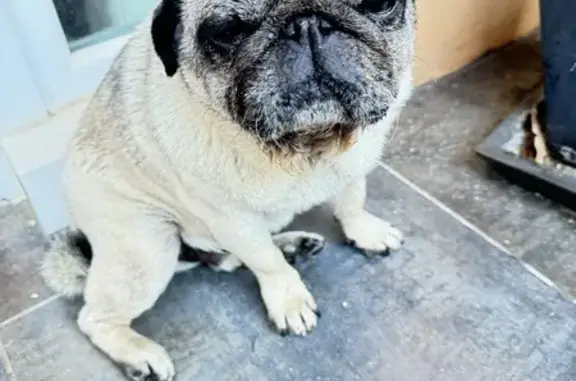 Chien perdu à Orliénas retrouvé - photo