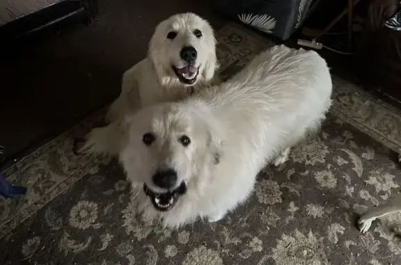 Lost Sisters: 2 Great Pyrenees - Help Find!