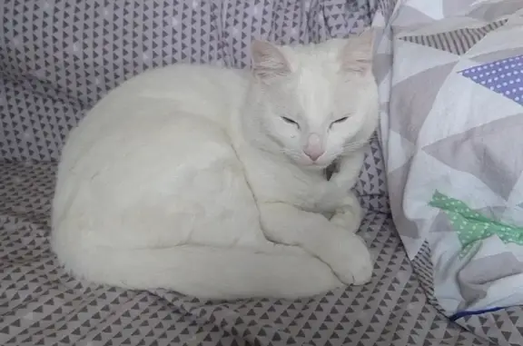 Chat perdu, Fontaine-le-Comte, photo: Chat blanc perdu à Fontaine-le-Comte