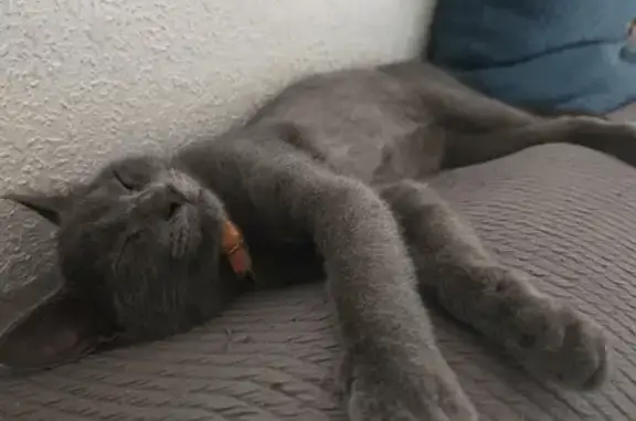 Animaux perdus , photo: Chat perdu à Ventiseri - Collier