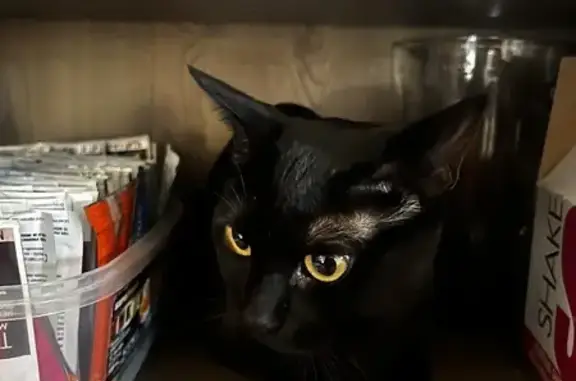 Lost Black Bombay Cat Luna - Call 331-240-7660!