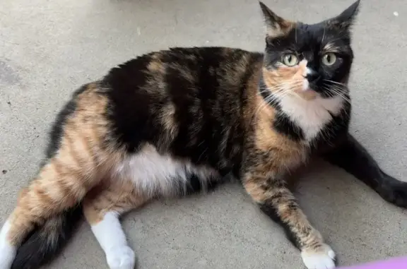 Lost Calico Cat in Hampton - Find Kali!
