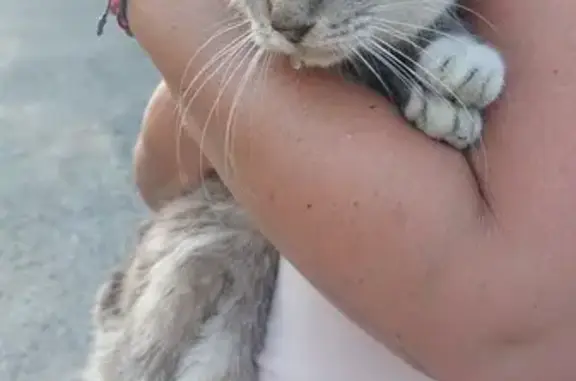 Chat maigre trouvé à La Rochelle - photo
