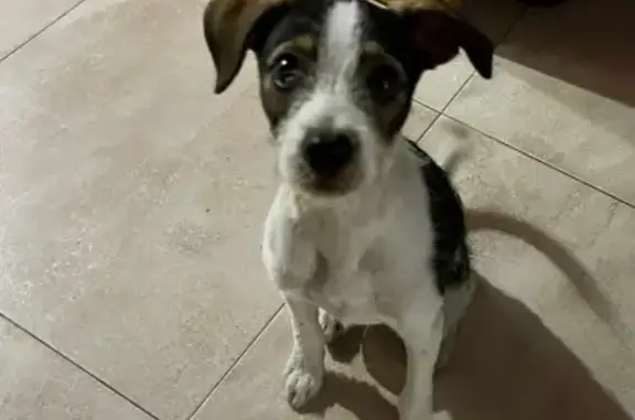 ¡Cachorro de 5 Meses Encontrado en Murcia!