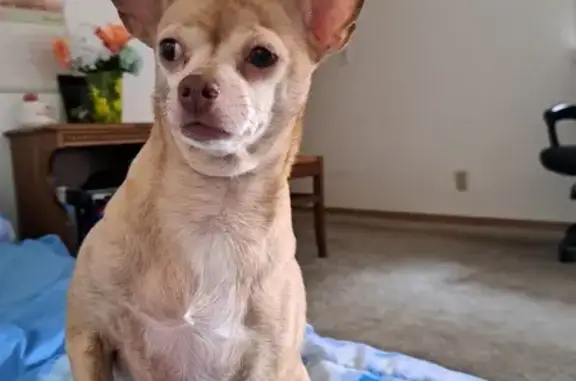 Lost Chihuahua: Tan & White Female - Tacoma