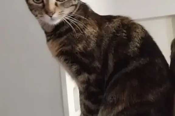 Chat perdu, Rodez, photo: Chatte tigrée perdue à Rodez