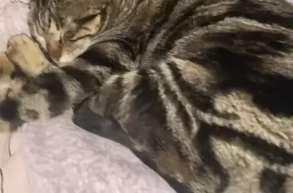 Chat perdu, Seyssins, photo: Chatte tigrée disparue à Seyssins