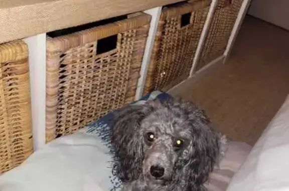 Chien perdu Nantes, photo : Arya, caniche gris perdu - Nantes