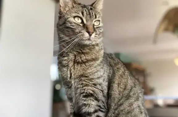 Animaux perdus Saint-Clément, photo: Chat tigré gris perdu à St-Clément