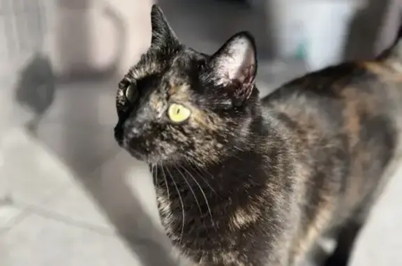 Animaux perdus , photo: Chatte écaille perdue à Domèvre