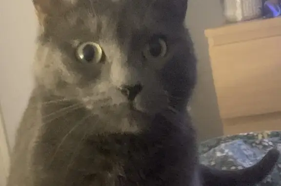 Chat perdu, , photo: Chatte grise/roux perdue - 5 ans