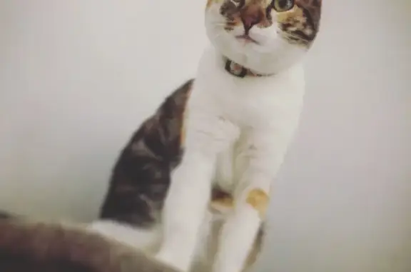 Animaux perdus , photo: Chatte tricolore disparue à Saint-Leu