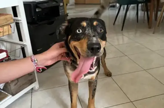 Chien perdu sauvé à Cozes - photo
