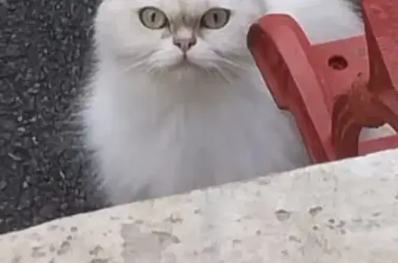 Chat blanc timide trouvé à Hasparren - photo