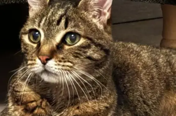 Animaux perdus Ollioules, photo: Chat aveugle César disparu